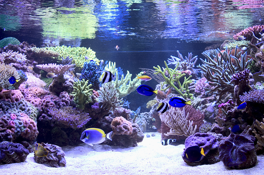 Edelsteen Reproduceren Geleend Mijn eerste aquarium ---> NANO (60 liter) | Zeewaterforum.info