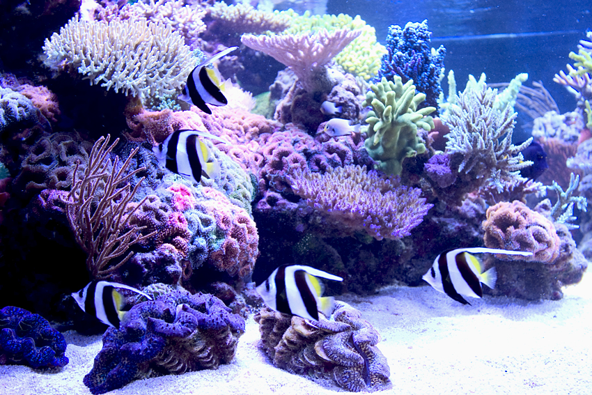 Who has Schooling Fish in their tanks? - The Reef Tank